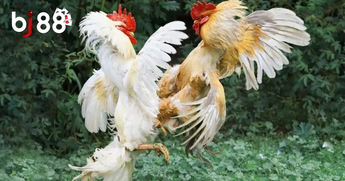 Sức Hấp Dẫn Đá Gà BJ88 Và Cẩm Nang Tham Gia Cho Tân Binh 5 Hướng dẫn tham gia đá gà BJ88 dễ dàng