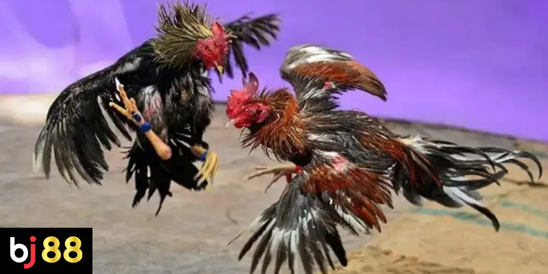 Chiến Thuật Đá Gà Thomo: Bí Quyết Đọc Vị Kê Vương & Thực Chiến 3 Phân tích phong cách thi đấu của đối thủ