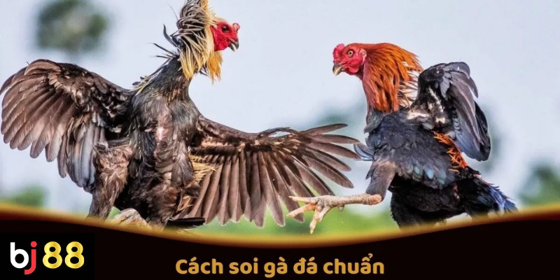 Cách soi gà đá chuẩn trước khi trận đấu diễn ra 2 Cách Soi Gà Đá Chuẩn Trước Các Trận Đấu Tại BJ88
