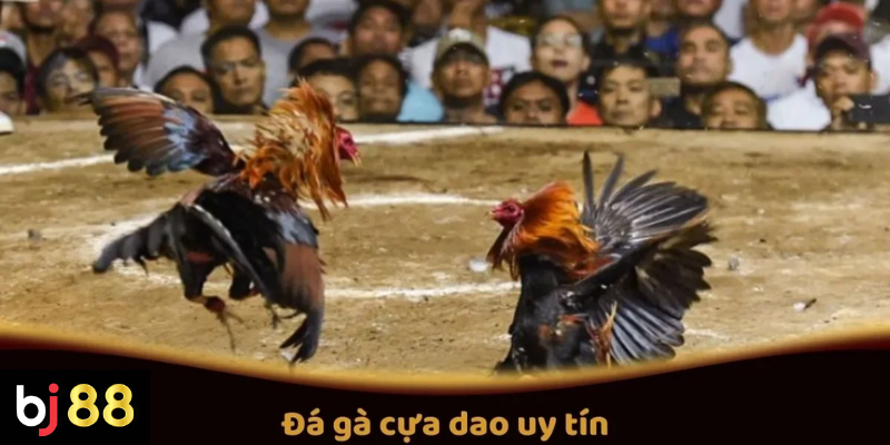 Đá gà cựa dao uy tín và những điều người xem cần biết 2 Đá Gà Cựa Dao Uy Tín Tại BJ88: Quy Tắc Và Các Giải Đấu Hấp Dẫn